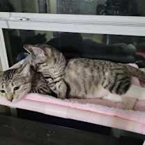 Thumbnail photo of Momma Cleo #4