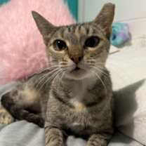 Thumbnail photo of Abby #1