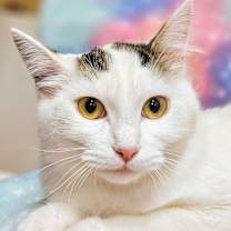 Thumbnail photo of Maxie - RC PetSmart #1