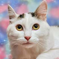 Thumbnail photo of Maxie - RC PetSmart #2