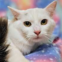 Thumbnail photo of Lily - RC PetSmart #1