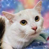 Thumbnail photo of Lily - RC PetSmart #2