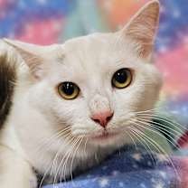 Thumbnail photo of Lily - RC PetSmart #3