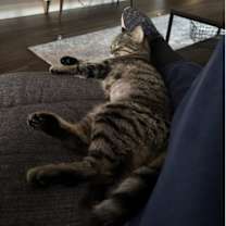 Thumbnail photo of Calandra #2