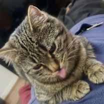 Thumbnail photo of Calandra #3