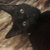 Thumbnail photo of Luna #1