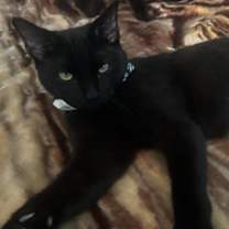 Thumbnail photo of Luna #2