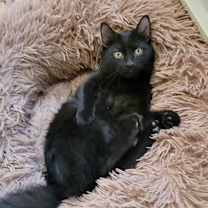 Thumbnail photo of Bob #1