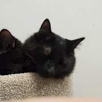 Thumbnail photo of Bob #2