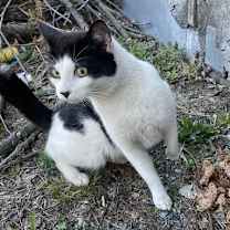 Thumbnail photo of Gilbert All #3