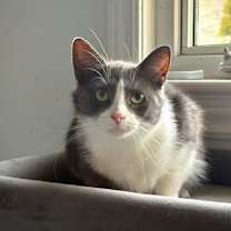 Thumbnail photo of Irene AKA Mouse #2