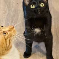 Thumbnail photo of Angel #1