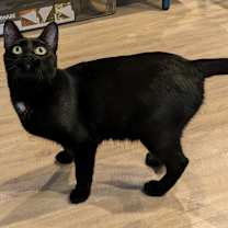 Thumbnail photo of Angel #2