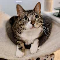 Thumbnail photo of Rosalina (bonded to Daisy) #3