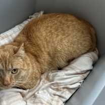 Thumbnail photo of Nelson #2