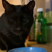 Thumbnail photo of Windsor #3