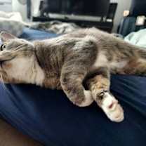 Thumbnail photo of Kismet #3