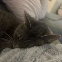 Thumbnail photo of Smokey #4