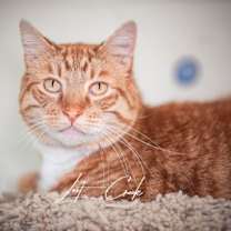 Thumbnail photo of Lewy #1