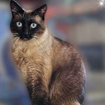 Thumbnail photo of Jojo #3