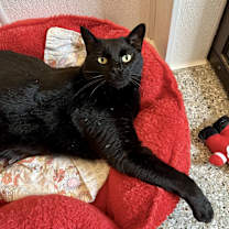 Thumbnail photo of Juicy Juice #2