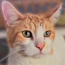 Thumbnail photo of Mojo #2