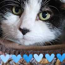 Thumbnail photo of Lily #3