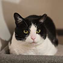 Thumbnail photo of Tommy #1