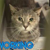 Thumbnail photo of Floppy Disk #1