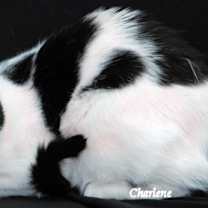 Thumbnail photo of Skillet #2