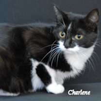 Thumbnail photo of Crock Pot #2