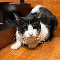 Thumbnail photo of Mouse #1