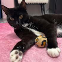 Thumbnail photo of Cookie #3