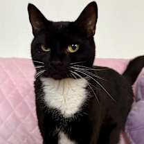 Thumbnail photo of Cookie #4