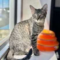 Thumbnail photo of Shadow #2