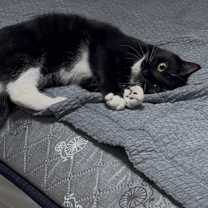 Thumbnail photo of Gigi #2