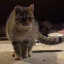 Thumbnail photo of Cupid is LOST #2