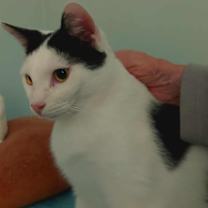 Thumbnail photo of Valentino #2