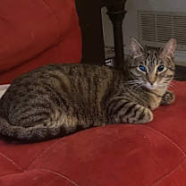 Thumbnail photo of AIlison #3