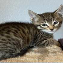 Thumbnail photo of AIlison #4