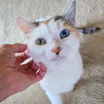 Thumbnail photo of Mins  *Sponsored Adoption #2