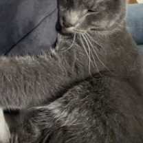 Thumbnail photo of Moonlight #1