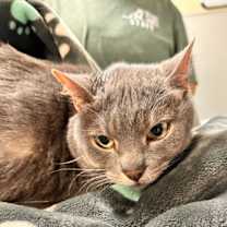 Thumbnail photo of Moonlight #2