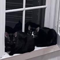 Thumbnail photo of Tipsy #3