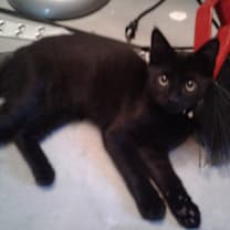 Thumbnail photo of Everett #4