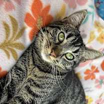 Thumbnail photo of Mochi #2