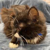 Thumbnail photo of Blair #2