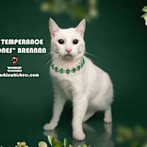 Thumbnail photo of DR TEMPERANCE "BONES" BRENNAN #2