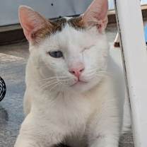 Thumbnail photo of Ozzy II #3