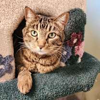 Thumbnail photo of Tiger #1